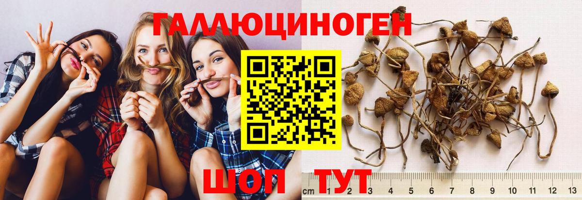 Псилоцибиновые грибы Cubensis  Псилоцибиновые грибы MAGIC MUSHROOMS  Вход с VPN  Энгельс 